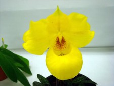 Paphiopedilum armeniacum speci for sale  LONDON