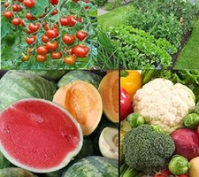 Fruit vegetable garden for sale  Russell