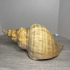 Florida horse conch for sale  Mead