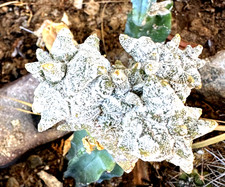 Ariocarpus coahuilense for sale  Las Vegas