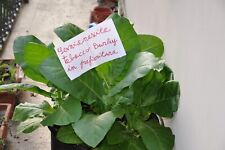 Diecimila semi tabacco usato  Brescia