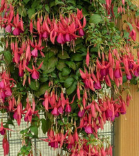 Fuchsie red spider gebraucht kaufen  Schirnding