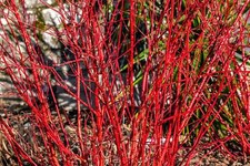 Red twig dogwood for sale  Canton