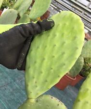 Pala opuntia ficus usato  Roma
