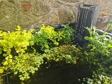 Aquatic planting brackets for sale  SWINDON