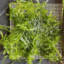 Christmas moss pest for sale  GRANTHAM