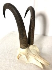 Cornes chamois trophée d'occasion  Héricourt
