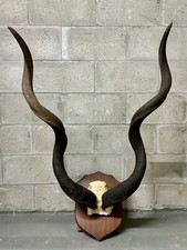 Greater african kudu for sale  Miami