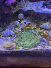 Fungia plate live for sale  Mesa