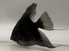 Free black velvet for sale  Glendale
