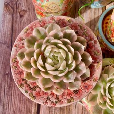 Rare echeveria onslow for sale  Syosset