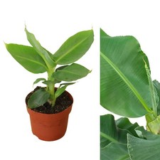 Musa acuminata banana for sale  GLASGOW