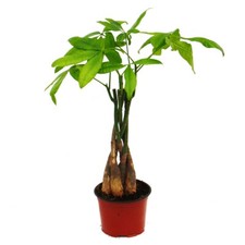 Exotenherz pachira aquatica gebraucht kaufen  Zweibrücken