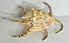 Spider conch harpago for sale  Spring