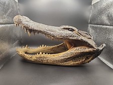 Inch real alligator for sale  Wake Forest