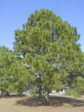 Loblolly pine pinus for sale  Elko