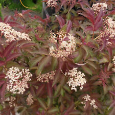 Sambucus serenade elderberry for sale  UK