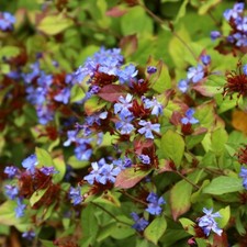 Ceratostigma plumbaginoides lo for sale  LAUNCESTON