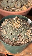 Ariocarpus astrophytum aztekiu for sale  Torrance