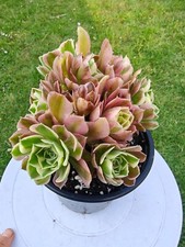 Aeonium white phoenix for sale  LONDON