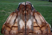 Sis massive lb. for sale  Camas