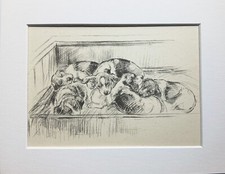 Beagle puppies dog for sale  NORWICH
