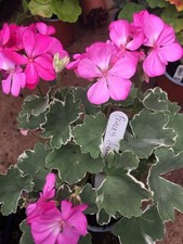 pelargonium for sale pelargonium for sale NORTHWICH