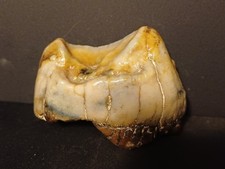 Dent deinotherium miocène d'occasion  Orgon