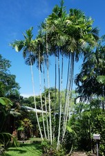 Samen pflanzkübel palme gebraucht kaufen  Calw