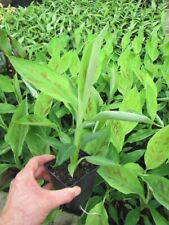 Musa acuminata grand gebraucht kaufen  Wuppertal