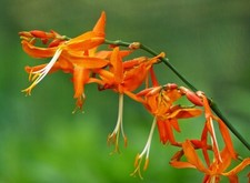 Falling stars crocosmia for sale  Trabuco Canyon