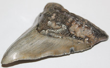 Deformed megalodon shark for sale  Wilmington