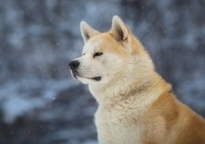 Akita dog poster for sale  SELBY