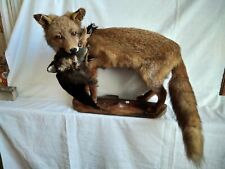 Taxidermie. renard action d'occasion  Castelnau-Magnoac
