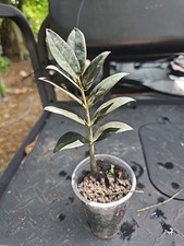 Black raven plant for sale  Englewood