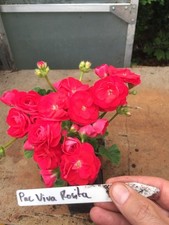 Pelargonium geranium zonal for sale  NORTHWICH