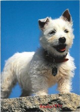 Usado, 435) AK Junger West Highland White Terrier, "Westie" Dog, Hunde Postkarte Tiere comprar usado  Enviando para Brazil