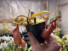Nepenthes petiolata tropical for sale  Bloomington