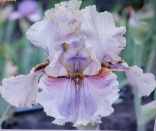 iris rhizomes for sale  Edmonton