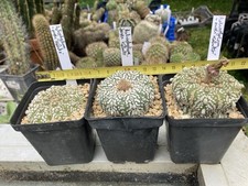 Astrophytum asterias super d'occasion  Le Puy-en-Velay