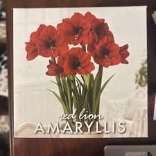 Red lion amaryllis for sale  Guilford