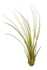 Tillandsia juncea ca gebraucht kaufen  Duisburg