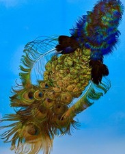 Real peacock bird for sale  Merced
