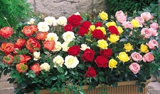 Miniature roses mixed for sale Miniature roses mixed for sale  COVENTRY