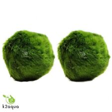 Giant japanese marimo for sale  HOUNSLOW