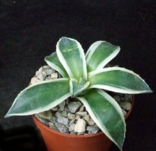 Agave parryi cream for sale Agave parryi cream for sale  EASTBOURNE