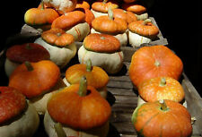 Semi turbante zucca usato  Reggio Calabria