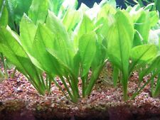 Aquarium live plant for sale  DRONFIELD