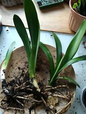 Clivia pflanze etabliert gebraucht kaufen  Koblenz
