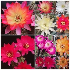 100x pcs chamaecereus usato  Noviglio